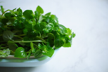 fresh Pepperomia pellucida leaves 