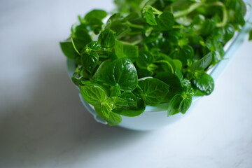 fresh Pepperomia pellucida leaves