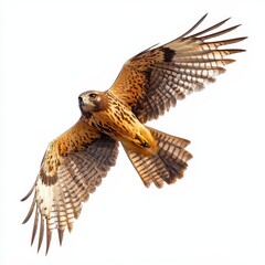 Brown Harrier in Flight Against a White Background