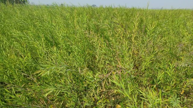Mustard plants farm ( sarso khet) having yellow growing flower bloom, oilseeds	