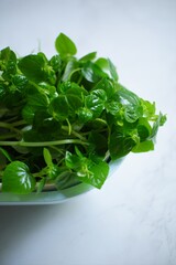 Fresh Pepperomia pellucida leaves 