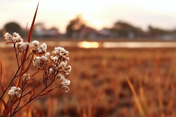 Fluffy white dry weed flower blooming with brown stem during golden hour sunset. Nature outdoors close up field background