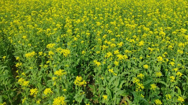 Mustard plants farm ( sarso khet) having yellow growing flower bloom, oilseeds	