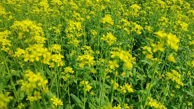 Mustard plants farm ( sarso khet) having yellow growing flower bloom, oilseeds	