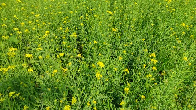 Mustard plants farm ( sarso khet) having yellow growing flower bloom, oilseeds	
