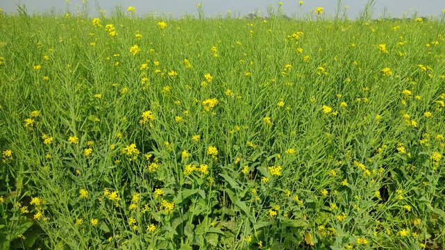 Mustard plants farm ( sarso khet) having yellow growing flower bloom, oilseeds	