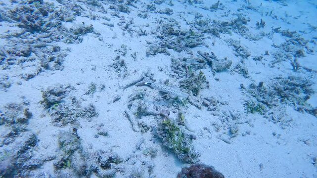 following a sand perch along the ocean floor camouflaging well