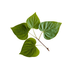 betel leaf branch isolated on white background