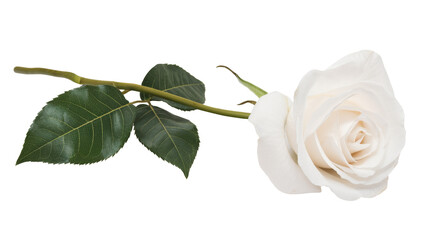 single white rose isolated on white background