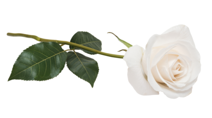 single white rose isolated on white background