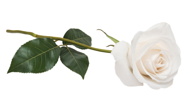 single white rose isolated on white background
