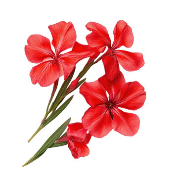 Red nerium oleander flowers showcase vibrant beauty in a closeup view against a neutral background, Closeup view red nerium oleander flowers isolated on Transparent background