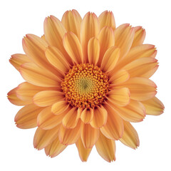 orange gerbera daisy flower on white background