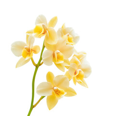 Fototapeta premium Vibrant yellow thai orchid flower with delicate petals on a Transparent background, Isolated image yellow flowers on PNG background