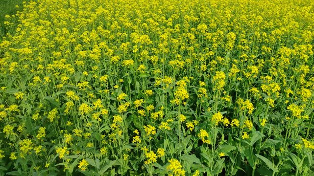 Mustard plants farm ( sarso khet) having yellow growing flower bloom, oilseeds	