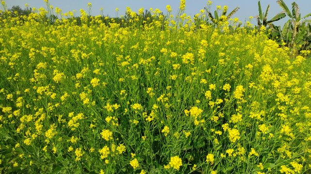 Mustard plants farm ( sarso khet) having yellow growing flower bloom, oilseeds	