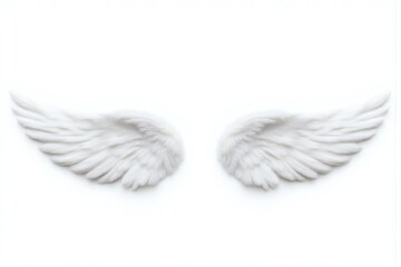white bird wing on a white background