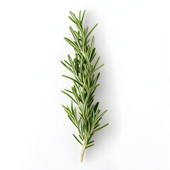 Fototapeta premium fresh rosemary sprig on a white background, aromatic herb illustration