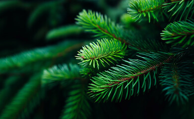 Close-up of green pine tree branches with detailed needles and a dark forest background. 
