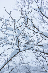 雪を被った樹木の並ぶ風景 鳥取県 氷ノ山