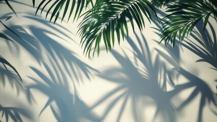 illustrations of shadow of palm leaves on white wall background