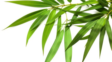 Fototapeta premium Green Bamboo Leaves Isolated on a White Background