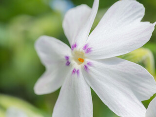 シバザクラの白い花02