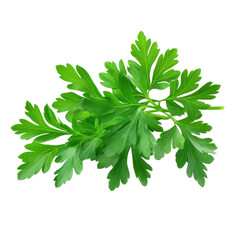 Fototapeta premium Fresh green parsley leaves isolated on a clean white background for culinary use and presentation, green leaves of parsley isolated on white background