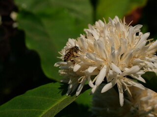 Honey bee on Robusta coffee blossom on tree plant with green leaf with black color in background. Petals and white stamens of blooming flowers
