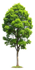 Fototapeta premium tree isolated on white background
