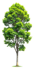 Fototapeta premium green tree 