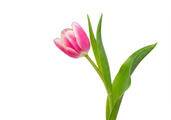 Fototapeta premium Close up of a pink and white tulip flower with green leaves on a white background isolated shot