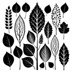 a various birch leaf silhouette black color silhouette 