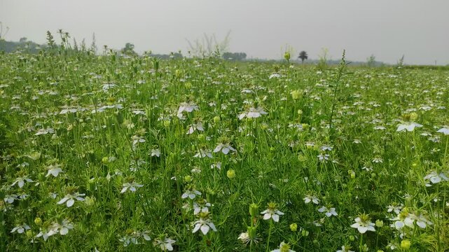 Close-up Focus Blooming White Nigella sativa flowers swing in the wind in the field. White & Green Flowers Background Landscape view