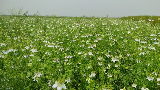 White Nigella sativa flowers are blooming and swaying in the field. White and green flower background. Slow-motion video.