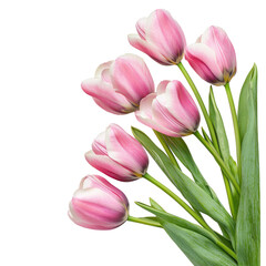 Fototapeta premium Tulips flower corner style isolate on transparent background