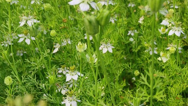 Blooming White Nigella sativa flowers swing in the wind in the field. White and Green Flowers Background Landscape view