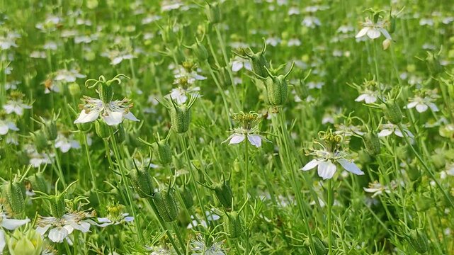 Blooming White Nigella sativa flowers swing in the wind in the field. White and Green Flowers Background Landscape view
