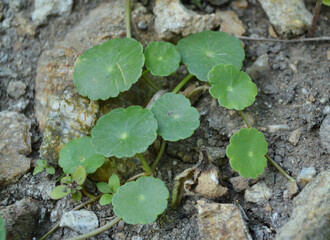 young Water clover plant in the garden