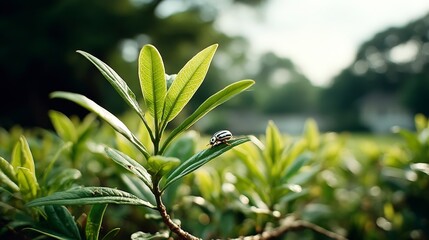 Obraz premium Beetle on Green Leaf Nature Macro Photography Spring