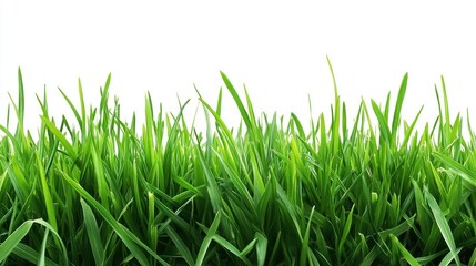 Fototapeta premium Vibrant Green Grass Blades Isolated on White Background