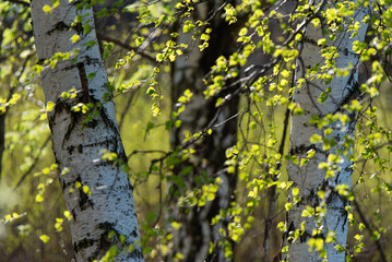 Wiosenne tło, brzoza z młodymi zielonymi liśćmi na wietrze. © Elżbieta Kaps