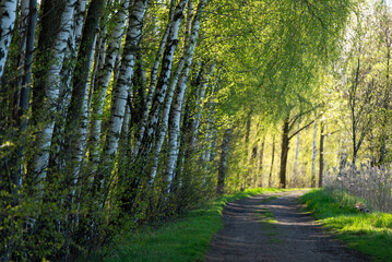 Wiosenna droga z brzozowym zagajnikiem, brzozowa aleja na wiosnę.  © Elżbieta Kaps