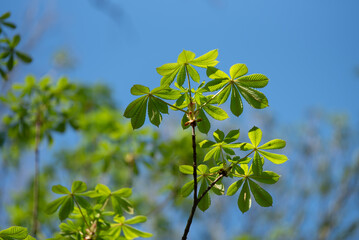 Zielone liście kasztan&oacute;w w lesie wiosną, na tle błękitnego nieba, tło dla projektu.