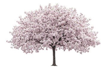 Fototapeta premium Blooming tree with dense pink blossoms against a stark transparent background. Isolated beauty