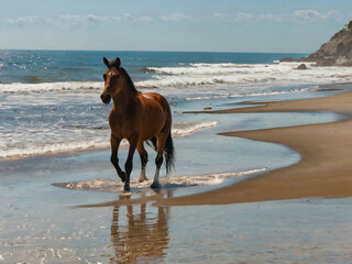 horse on the beach