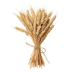 Fototapeta premium Dried wheat stalks bundle tied with twine isolated on transparent background