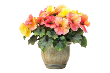 Potted flowers show yellow, pink and peach hues with dark green foliage on transparent background