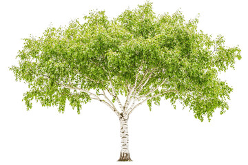 Solitary birch tree. Light, airy foliage atop white trunk isolated on transparent background. Natural beauty