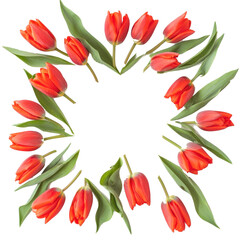 Obraz premium Empty Tulips flower frame top view isolate on transparent background